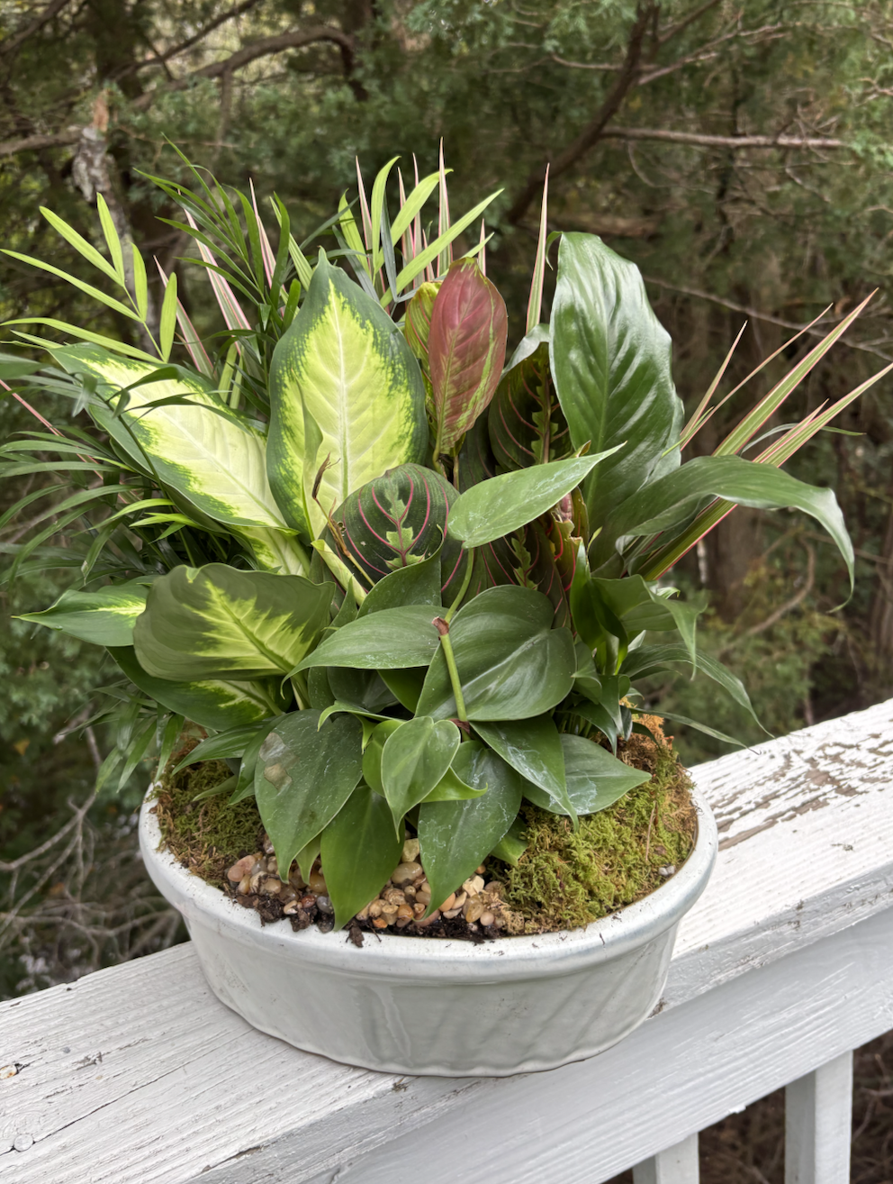 Zebra 'aphelandra' — Black Eyed Susan's Flowers & Plants
